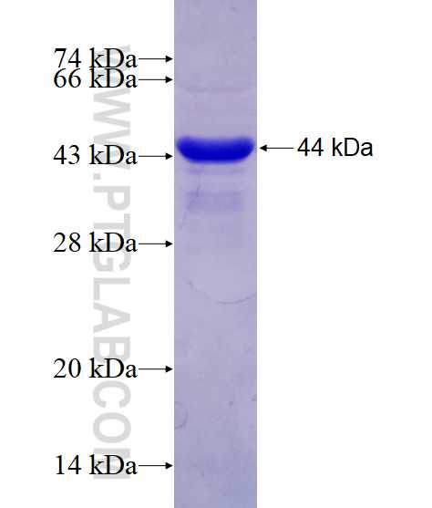 UBL4A fusion protein Ag5526 SDS-PAGE