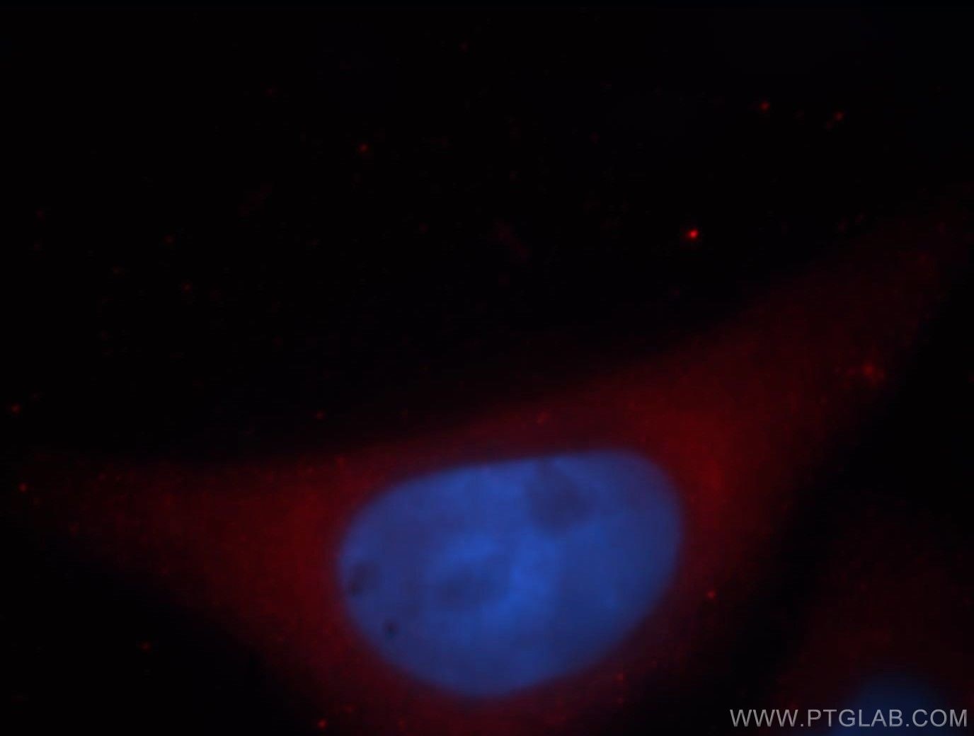 Immunofluorescence (IF) / fluorescent staining of HepG2 cells using UBL4B Polyclonal antibody (14509-1-AP)