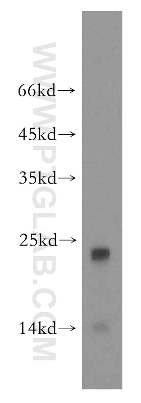 Western Blot (WB) analysis of human testis tissue using UBL4B Polyclonal antibody (14509-1-AP)