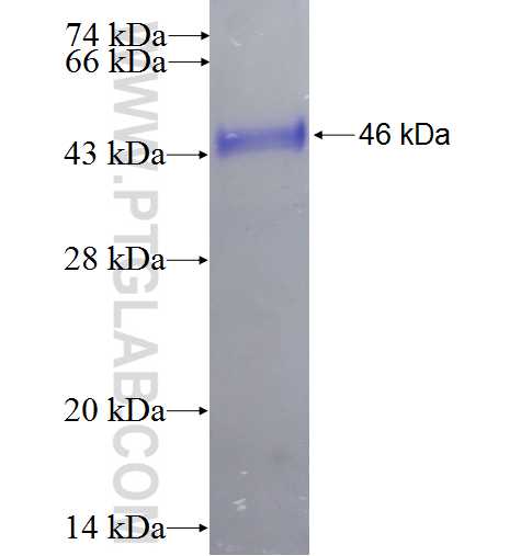 UBL4B fusion protein Ag5968 SDS-PAGE