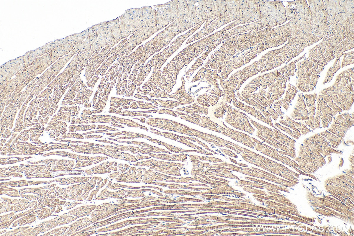 Immunohistochemistry (IHC) staining of mouse heart tissue using UBL5 Polyclonal antibody (10715-1-AP)