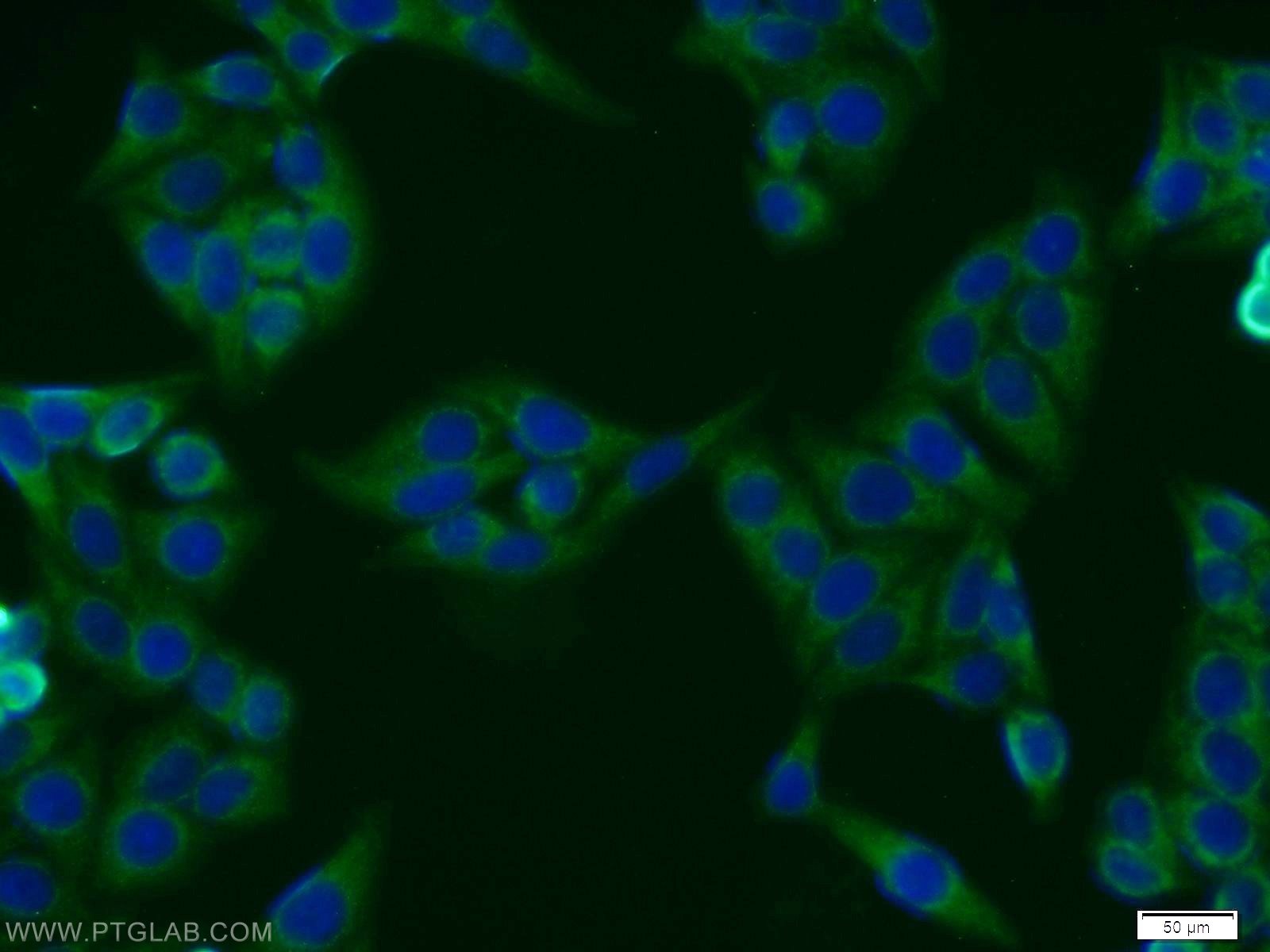 Immunofluorescence (IF) / fluorescent staining of HepG2 cells using BMSC UbP Polyclonal antibody (11564-1-AP)