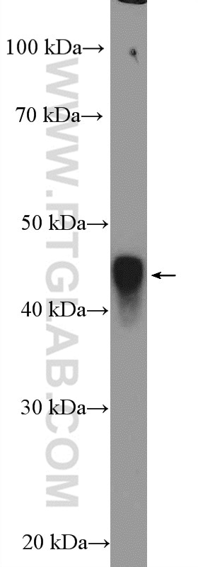 Western Blot (WB) analysis of rat testis tissue using BMSC UbP Polyclonal antibody (11564-1-AP)