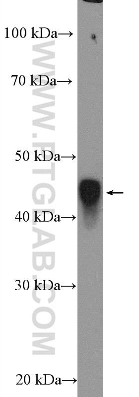 WB analysis of rat testis using 11564-1-AP