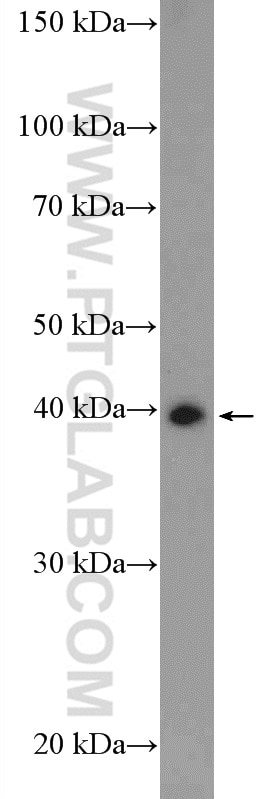 Western Blot (WB) analysis of mouse testis tissue using BMSC UbP Polyclonal antibody (11564-1-AP)