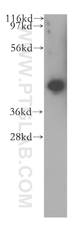 Western Blot (WB) analysis of HepG2 cells using BMSC UbP Polyclonal antibody (11564-1-AP)
