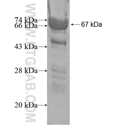UBL7 fusion protein Ag2130 SDS-PAGE