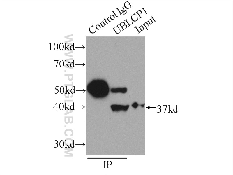 Immunoprecipitation (IP) experiment of K-562 cells using UBLCP1 Polyclonal antibody (12099-1-AP)