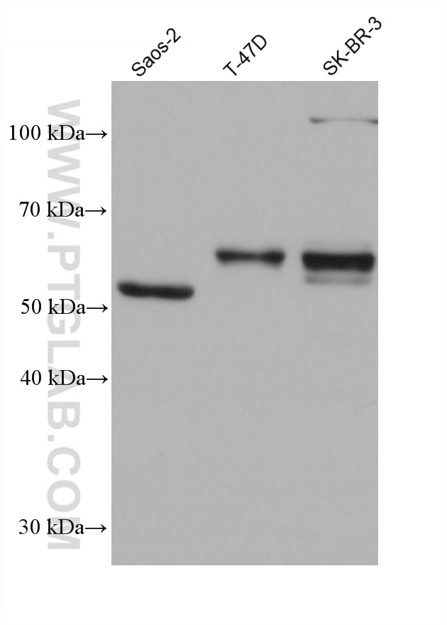 Western Blot (WB) analysis of various lysates using UBOX5 Monoclonal antibody (68422-1-Ig)
