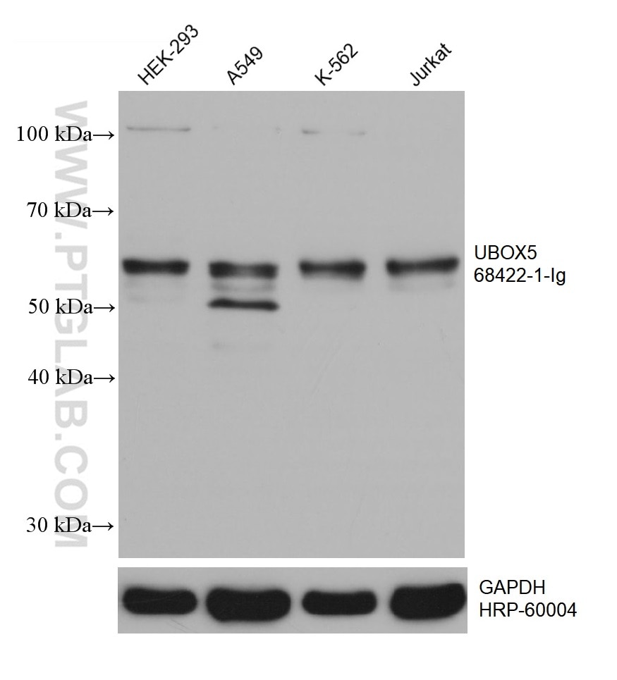 Western Blot (WB) analysis of various lysates using UBOX5 Monoclonal antibody (68422-1-Ig)