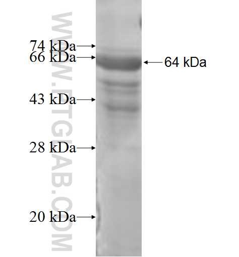 UBOX5 fusion protein Ag6565 SDS-PAGE