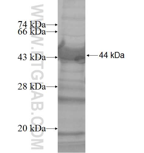 UBOX5 fusion protein Ag6573 SDS-PAGE