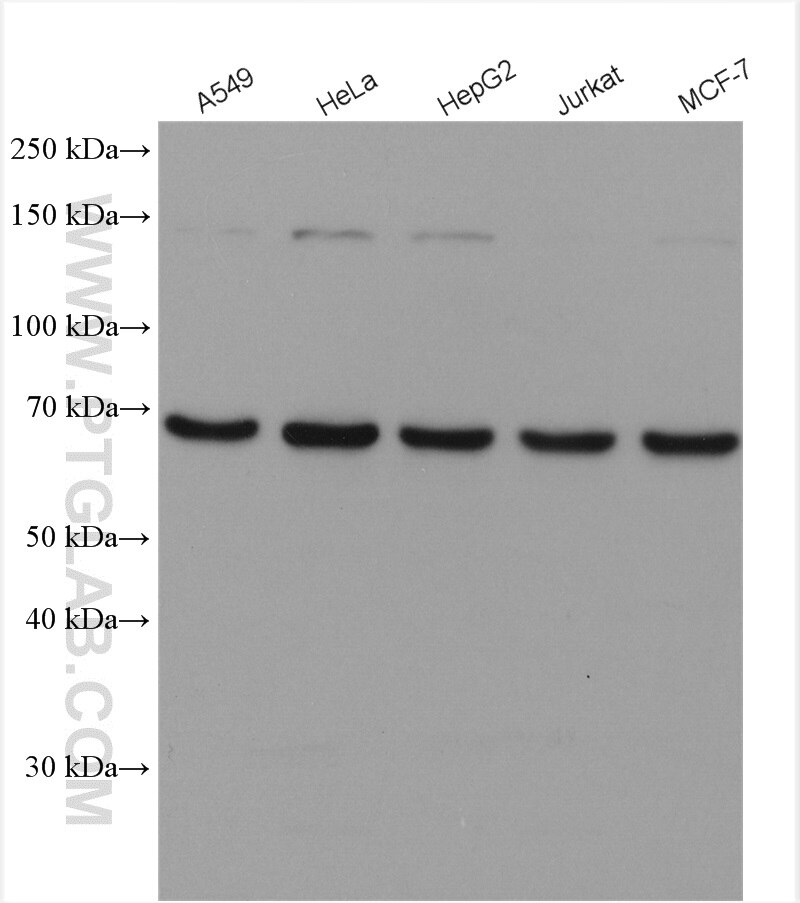 Western Blot (WB) analysis of various lysates using UBP1 Polyclonal antibody (13856-1-AP)