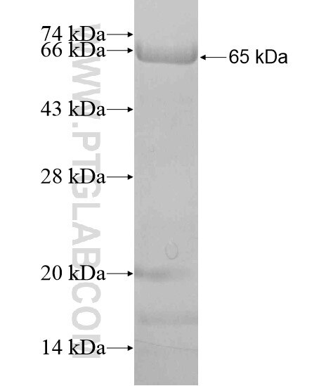 Ubiquilin 1 fusion protein Ag20252 SDS-PAGE