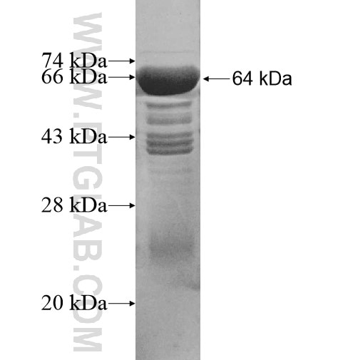 Ubiquilin 2 fusion protein Ag10357 SDS-PAGE