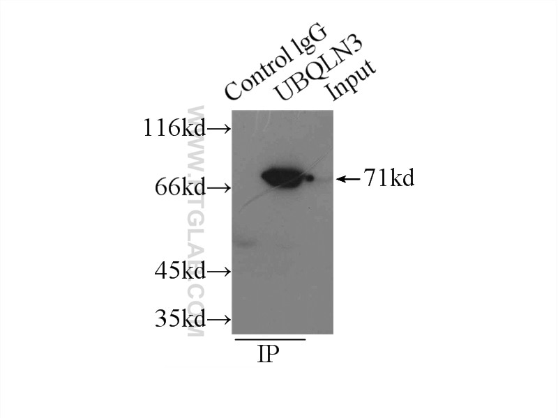 Immunoprecipitation (IP) experiment of mouse testis tissue using UBQLN3 Polyclonal antibody (13568-1-AP)