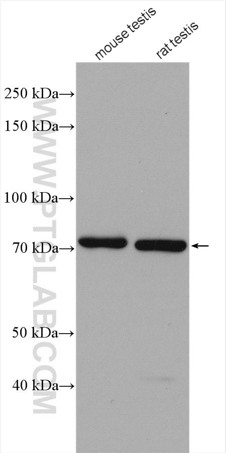 Western Blot (WB) analysis of various lysates using UBQLN3 Polyclonal antibody (13568-1-AP)