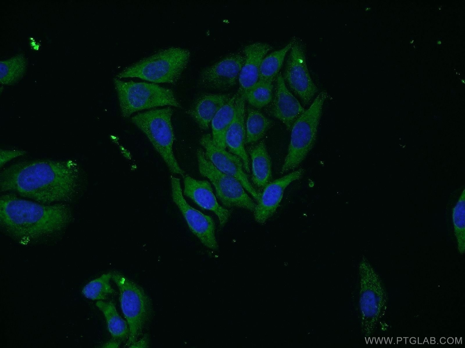 Immunofluorescence (IF) / fluorescent staining of HepG2 cells using UBQLN3 Polyclonal antibody (23372-1-AP)