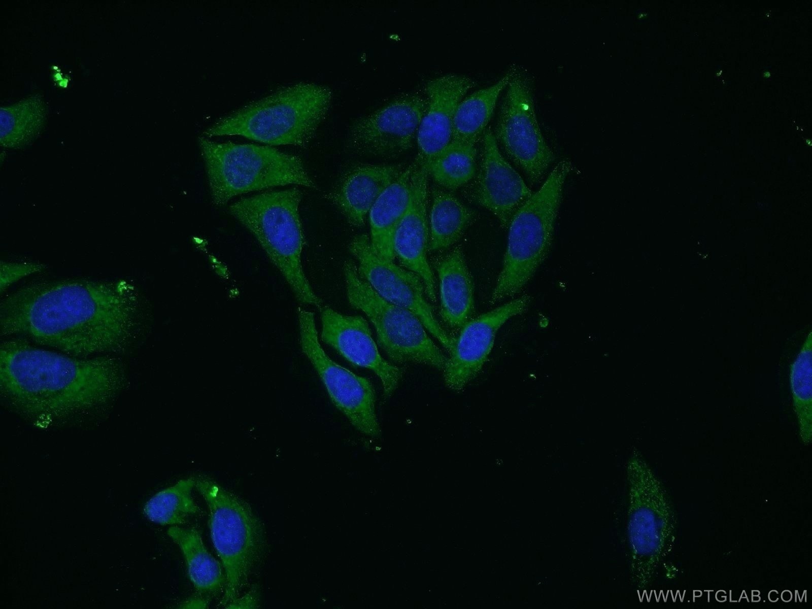 IF Staining of HepG2 using 23372-1-AP