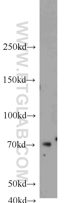 Western Blot (WB) analysis of HepG2 cells using UBQLN3 Polyclonal antibody (23372-1-AP)