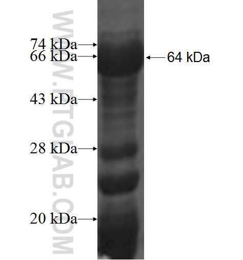 Ubiquilin 3 fusion protein Ag4462 SDS-PAGE