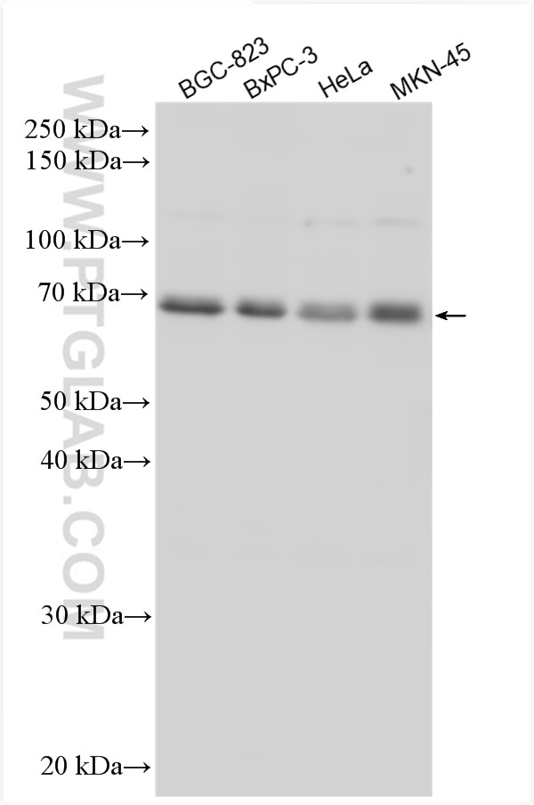 Western Blot (WB) analysis of various lysates using UBQLN4 Polyclonal antibody (29413-1-AP)