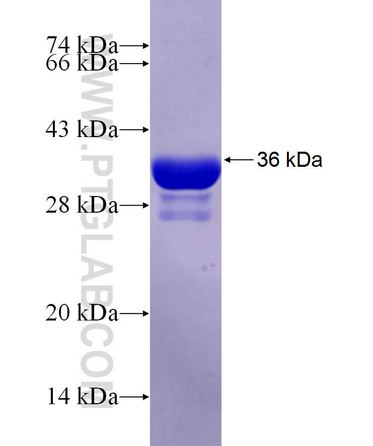 UBQLN4 fusion protein Ag29726 SDS-PAGE UBQLN4 fusion protein Ag29726 SDS-PAGE
