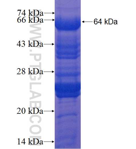 UBQLNL fusion protein Ag9496 SDS-PAGE