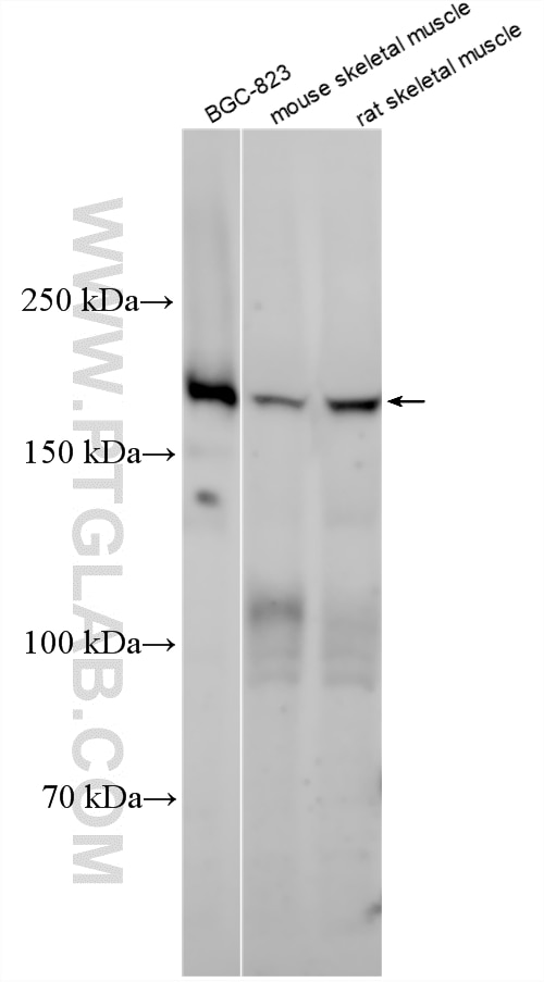 Western Blot (WB) analysis of various lysates using UBR1 Polyclonal antibody (26069-1-AP)