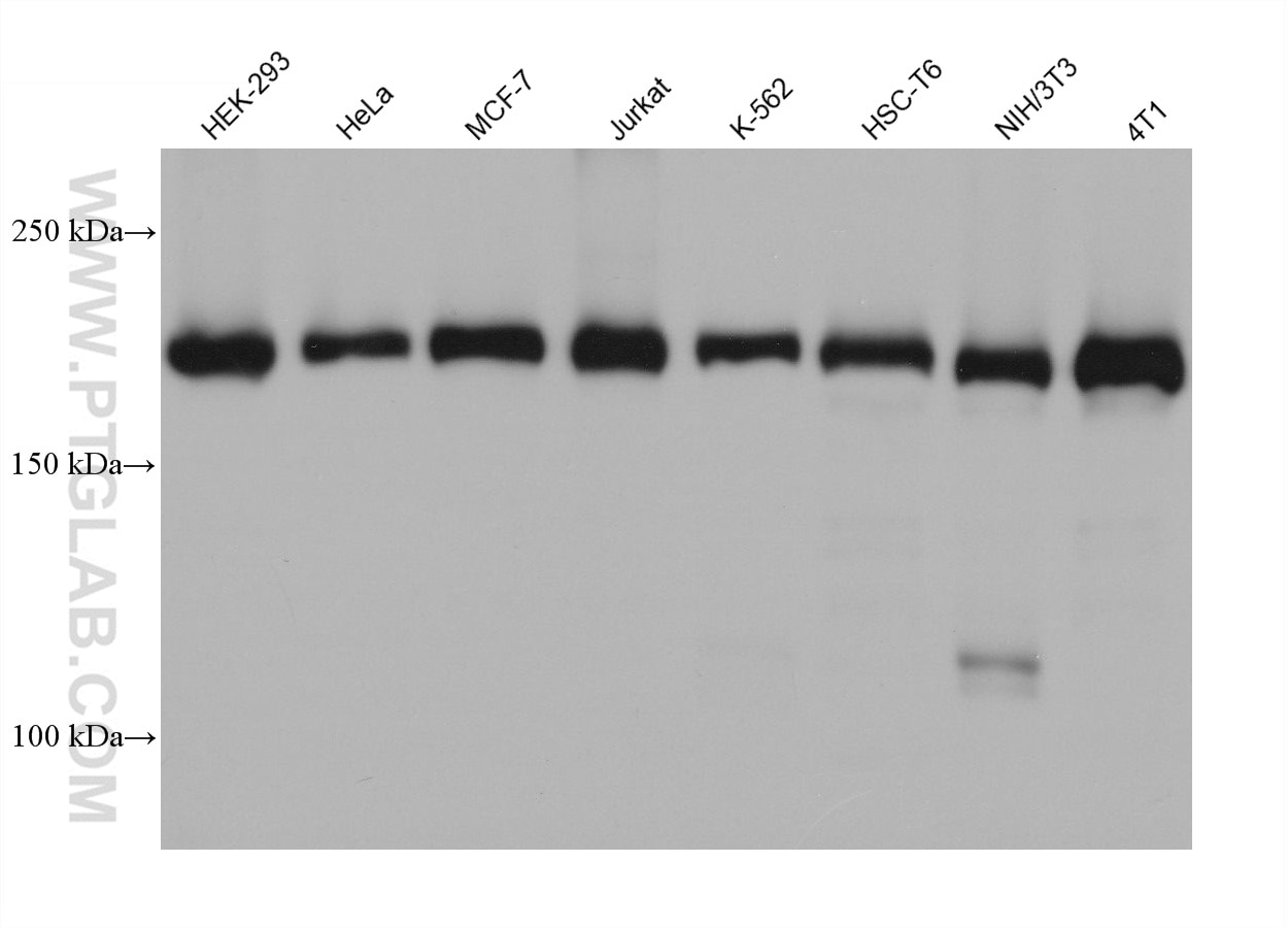 Western Blot (WB) analysis of various lysates using UBR2 Monoclonal antibody (68565-1-Ig)