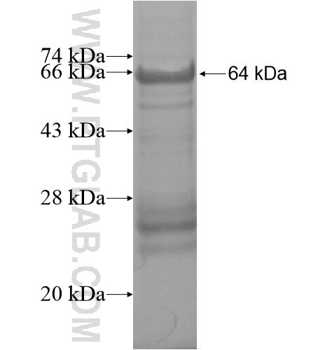 UBR2 fusion protein Ag13446 SDS-PAGE