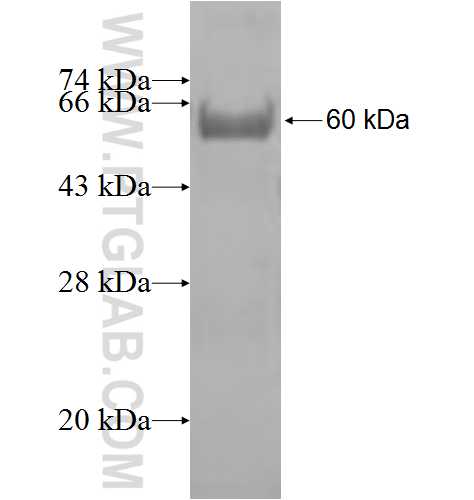 UBR4 fusion protein Ag8740 SDS-PAGE