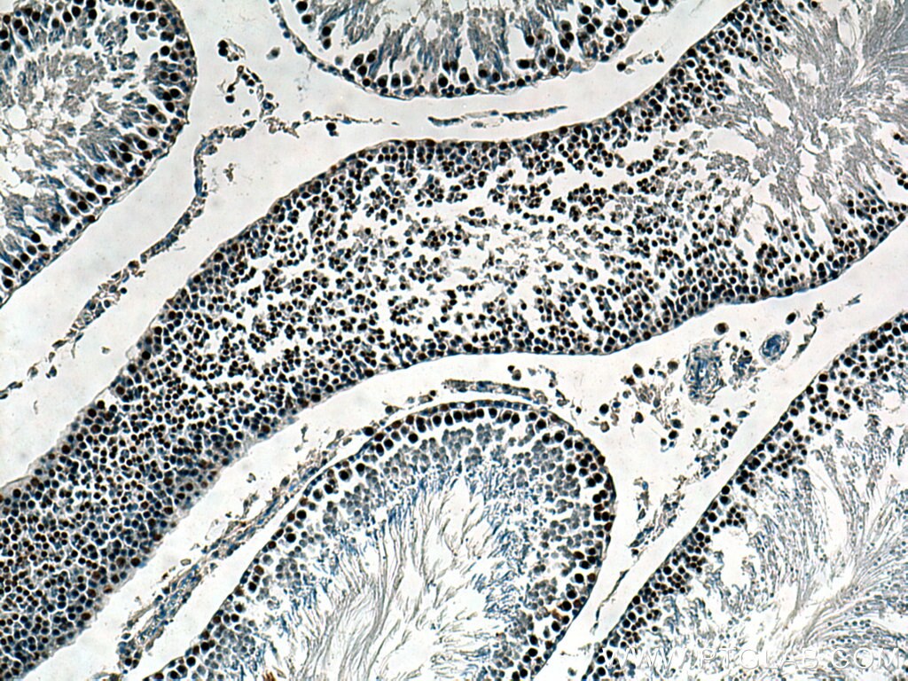 IHC staining of rat testis using 66937-1-Ig