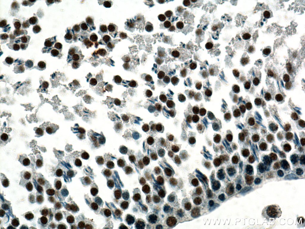 IHC staining of rat testis using 66937-1-Ig