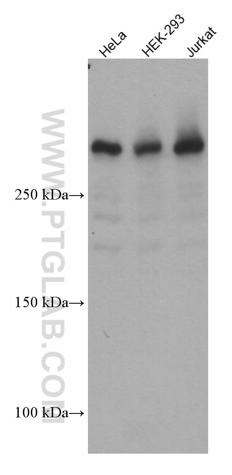 Western Blot (WB) analysis of various lysates using UBR5 Monoclonal antibody (66937-1-Ig)
