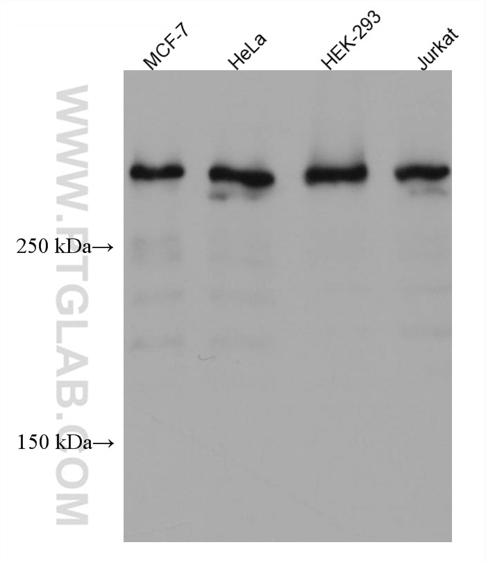 Western Blot (WB) analysis of various lysates using UBR5 Monoclonal antibody (66937-1-Ig)