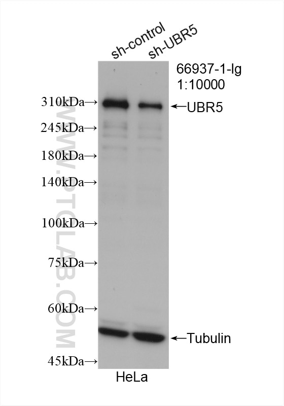 Western Blot (WB) analysis of HeLa cells using UBR5 Monoclonal antibody (66937-1-Ig)