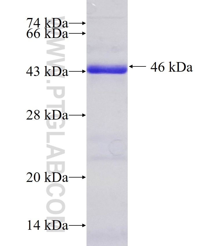 UBR7 fusion protein Ag10507 SDS-PAGE