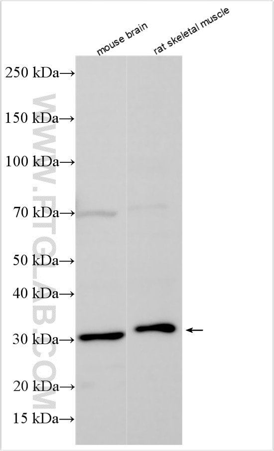 WB analysis using 20158-1-AP (same clone as 20158-1-PBS) Western Blot (WB) analysis of various lysates using UBTD1 Polyclonal antibody (20158-1-AP)