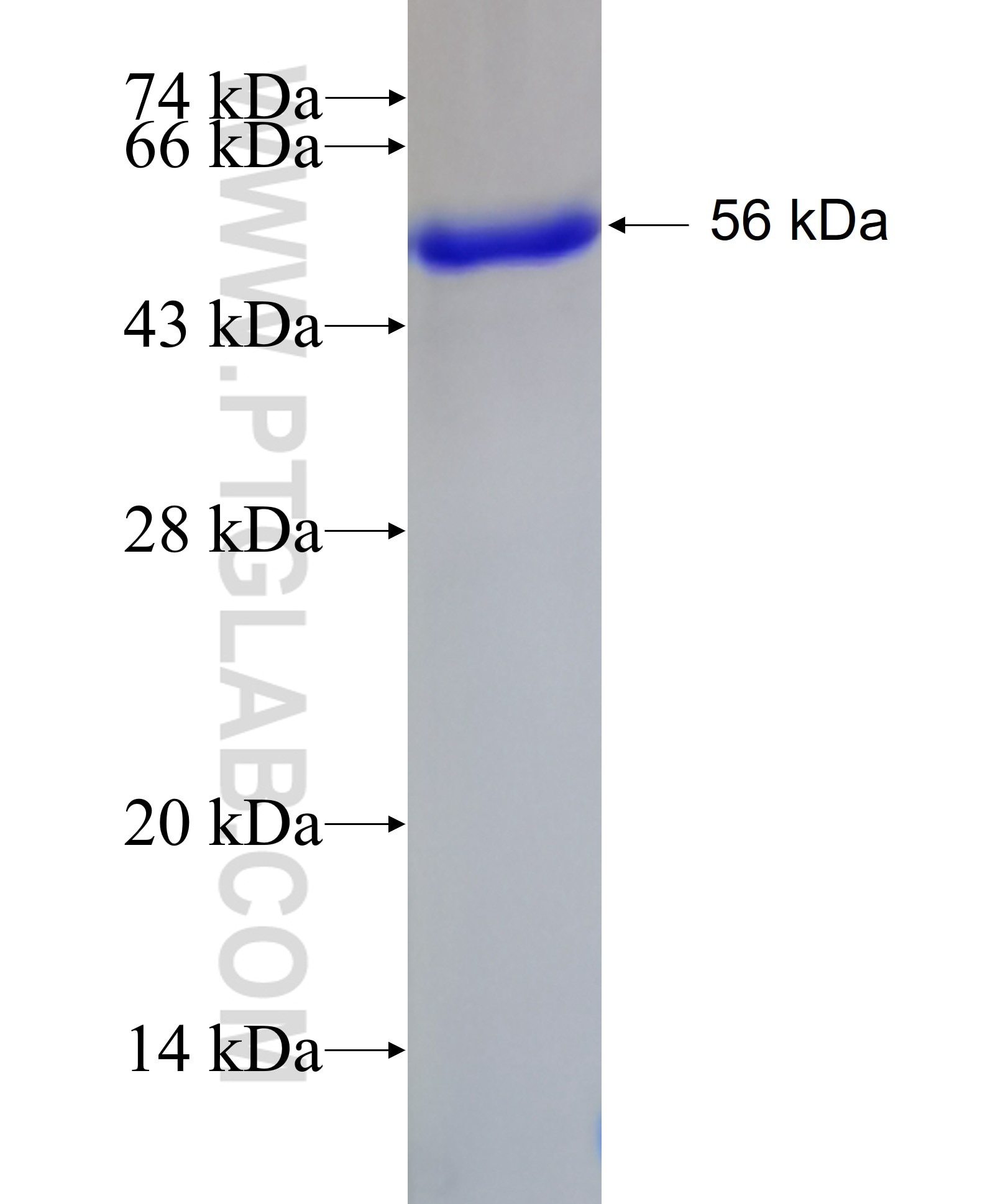 UBTD2 fusion protein Ag3827 SDS-PAGE