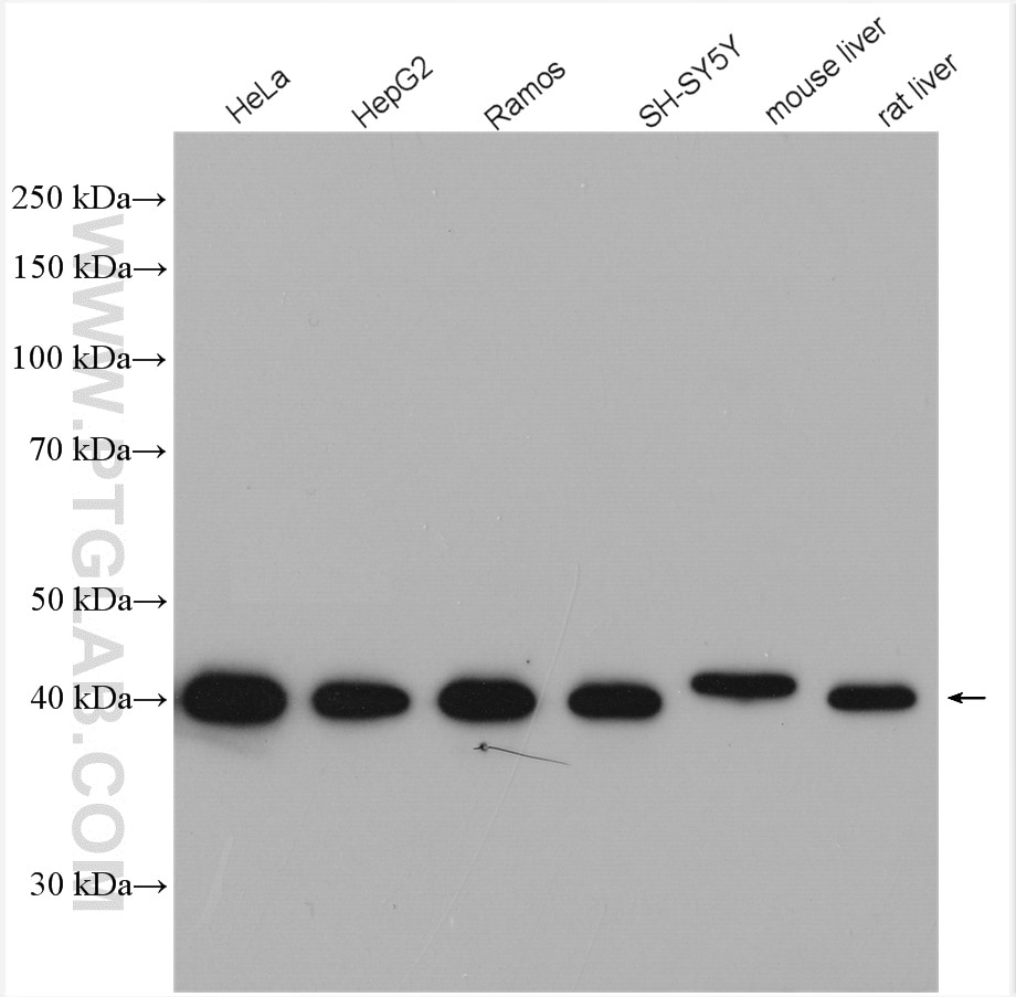 Western Blot (WB) analysis of various lysates using UBXN1 Polyclonal antibody (16135-1-AP)