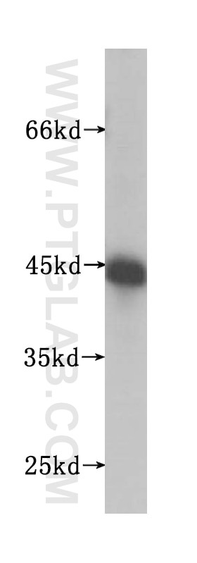 Western Blot (WB) analysis of human liver tissue using UBXN1 Polyclonal antibody (16135-1-AP)