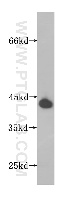 Western Blot (WB) analysis of mouse cerebellum tissue using UBXN1 Polyclonal antibody (16135-1-AP)