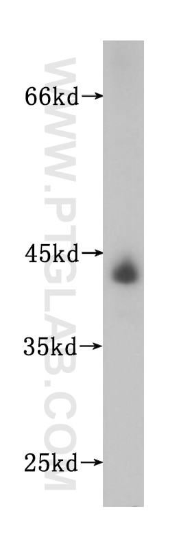 Western Blot (WB) analysis of human brain tissue using UBXN1 Polyclonal antibody (16135-1-AP)
