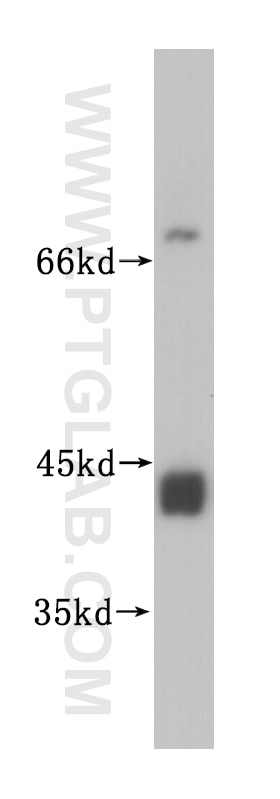 Western Blot (WB) analysis of human heart tissue using UBXN1 Polyclonal antibody (16135-1-AP)