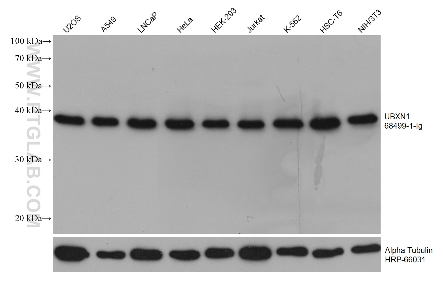 Western Blot (WB) analysis of various lysates using UBXN1 Monoclonal antibody (68499-1-Ig)