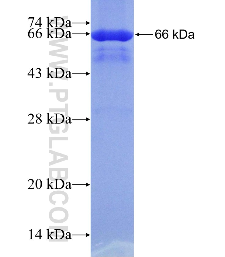 UBXN1 fusion protein Ag9146 SDS-PAGE