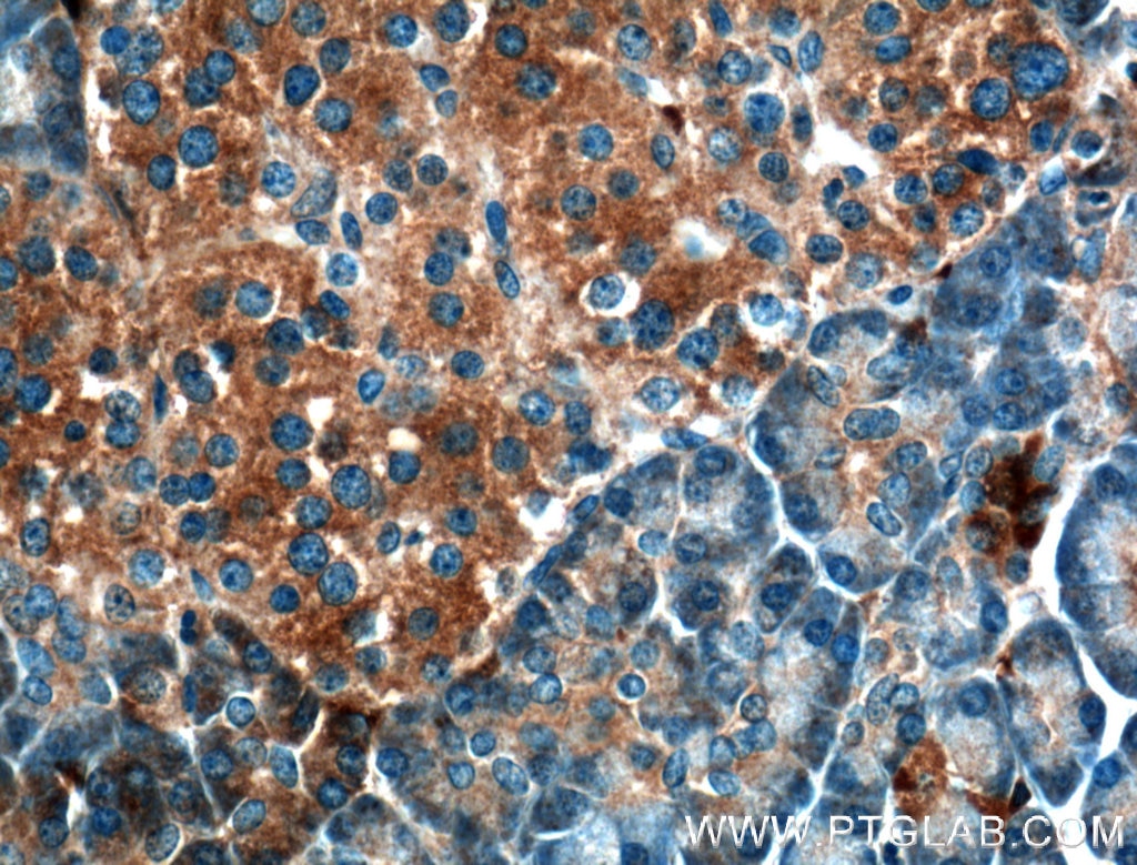 Immunohistochemistry (IHC) staining of human pancreas tissue using UBXN10 Polyclonal antibody (26062-1-AP)