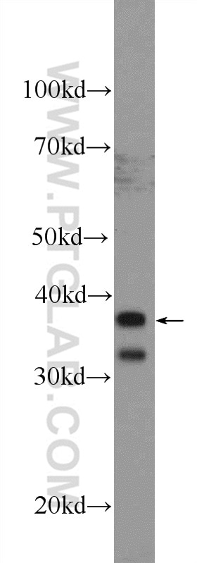 Western Blot (WB) analysis of K-562 cells using UBXN10 Polyclonal antibody (26062-1-AP)