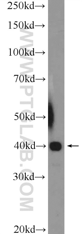 Western Blot (WB) analysis of K-562 cells using UBXN10 Polyclonal antibody (26062-1-AP)